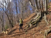 Spettacolo di fiori ai prati della Pigolotta di Valtorta - 8 aprile 2023  - FOTOGALLERY